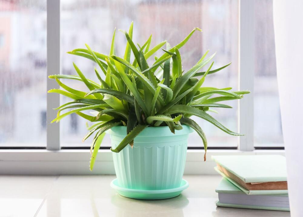 Aloe vera nije zahtevna biljka
