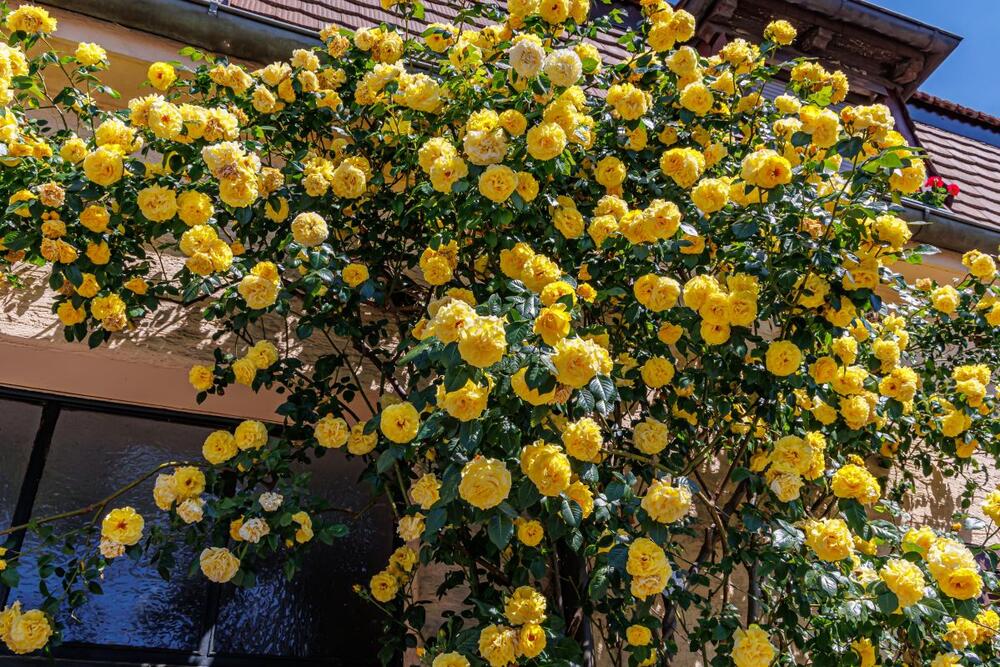 Orezivanje ruža penjačica u oktobru