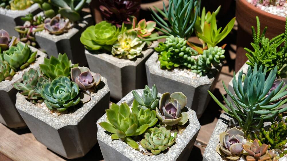 foto: Shutterstock/Irina Zharkova31
