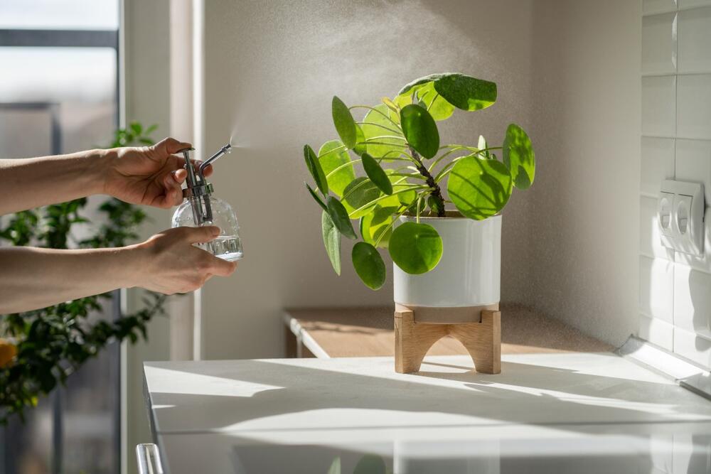 Pilea