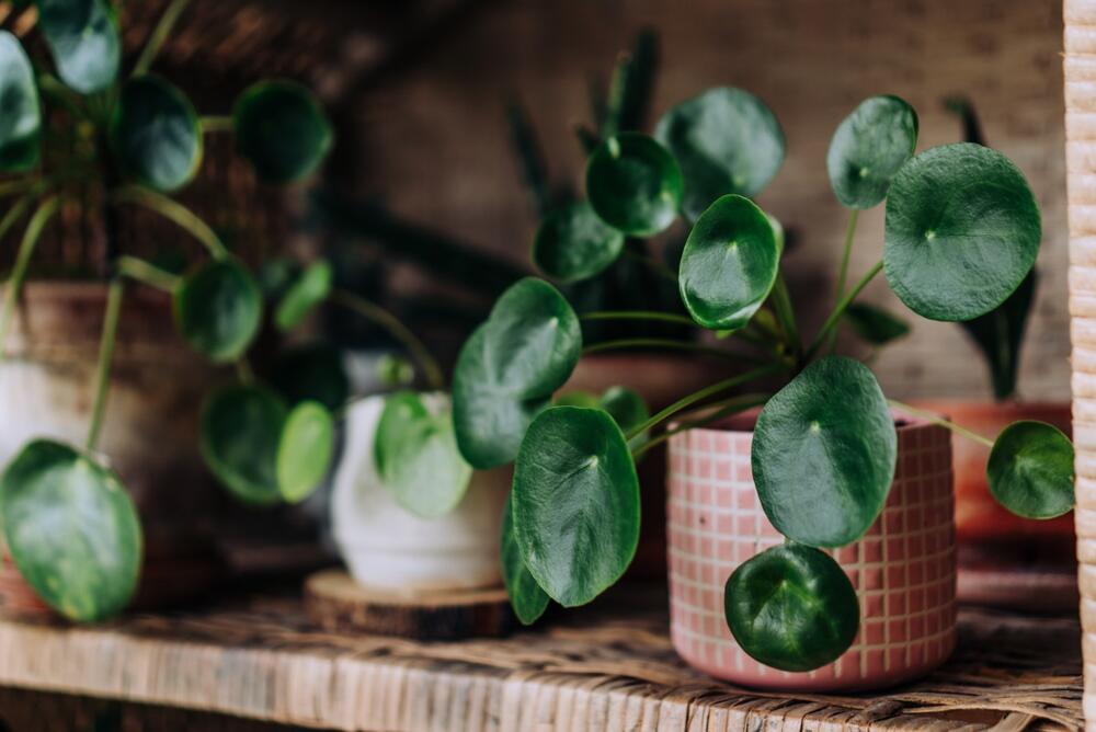 Pilea, Biljka
