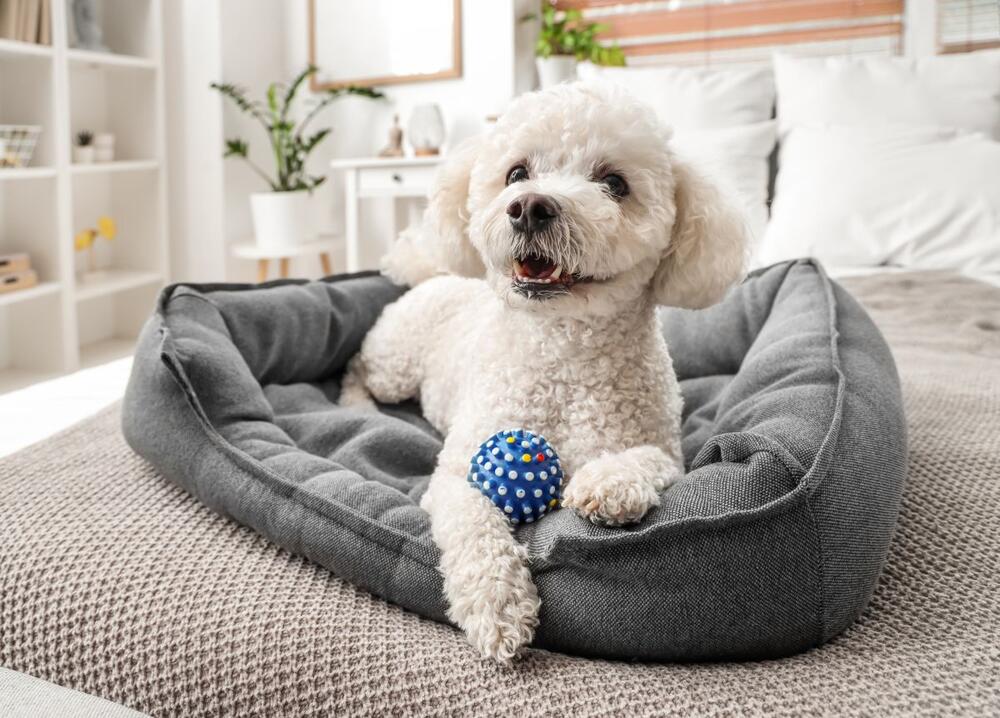 foto: Shutterstock/Pixel-Shot