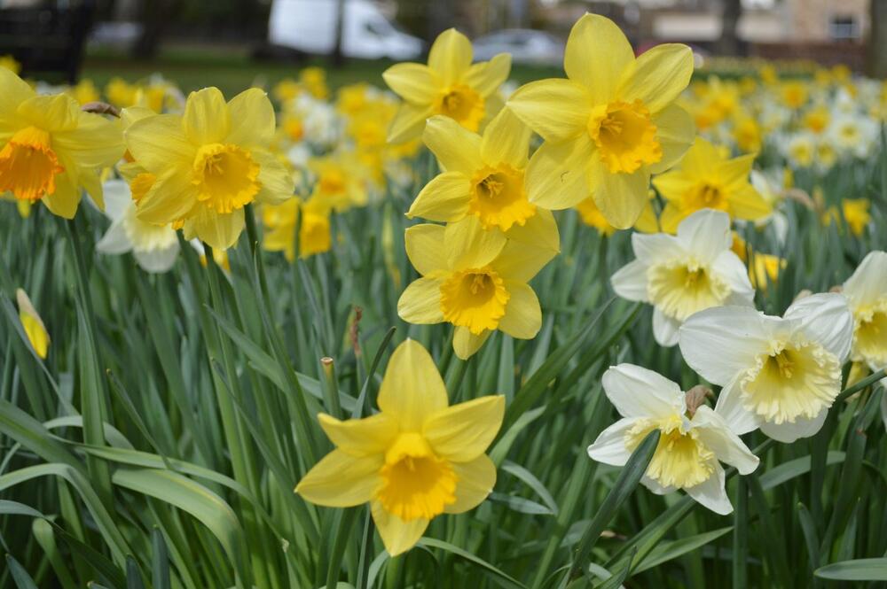 Narcis, Narcisi