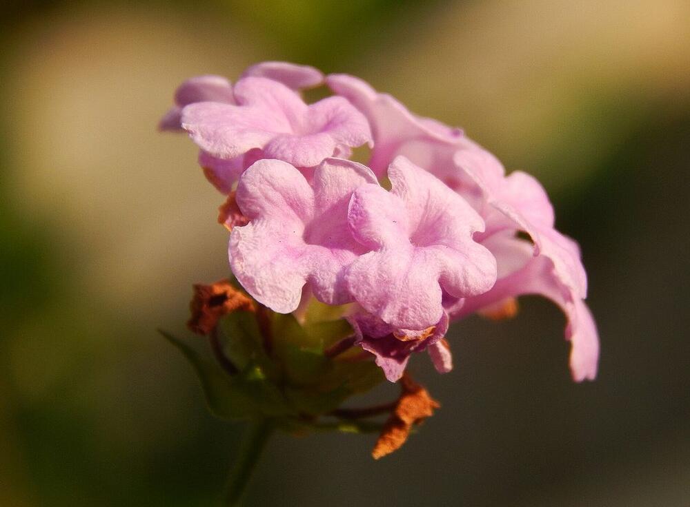 Roze lantana