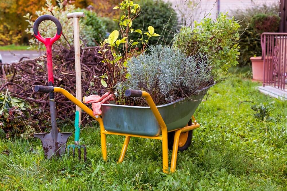 foto: Shutterstock / Ingrid Balabanova