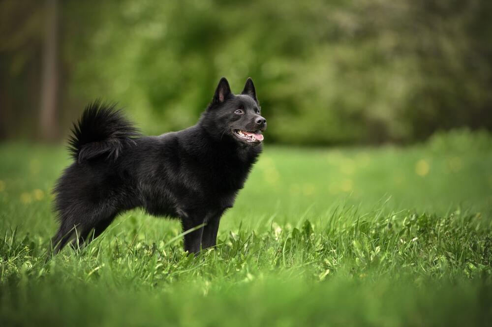foto: Shutterstock/otsphoto