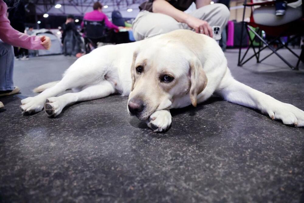 Labrador