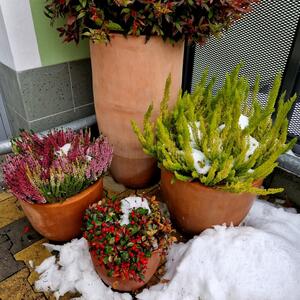 Kako zaštititi saksije od terakote tokom zime? Baštovani otkrivaju 3 jednostavna trika za duži vek trajanja
