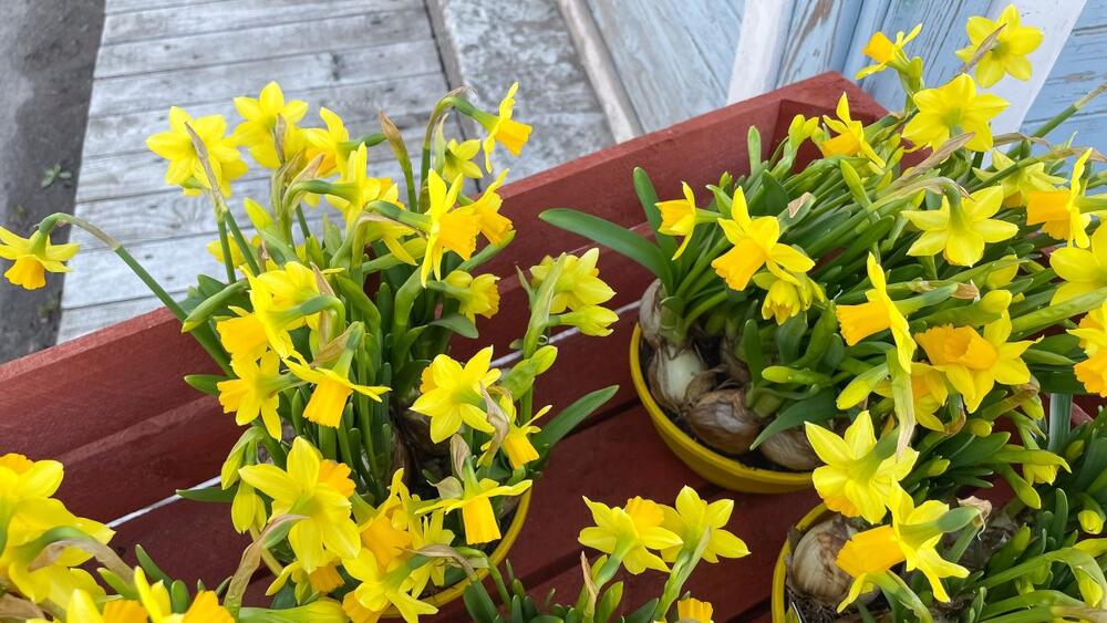 Narcisi
