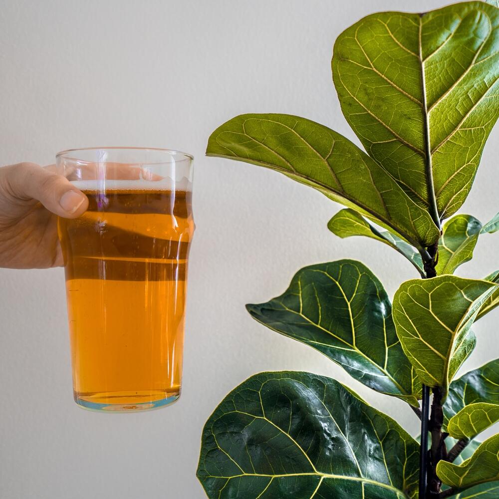 Za blago đubrenje i sjaj listova lirastog fikusa možete da koristite pivo