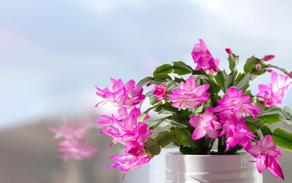 foto: Shutterstock/lena_Gr