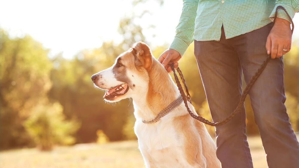 foto: Shutterstock/Natali Osons
