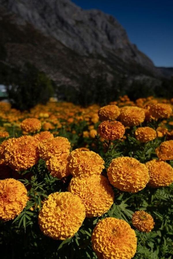 Pratite ove savete i cvetaće do prvog mraza: Kako odabrati i negovati neven, biljku koja svaku baštu pretvara u raj?