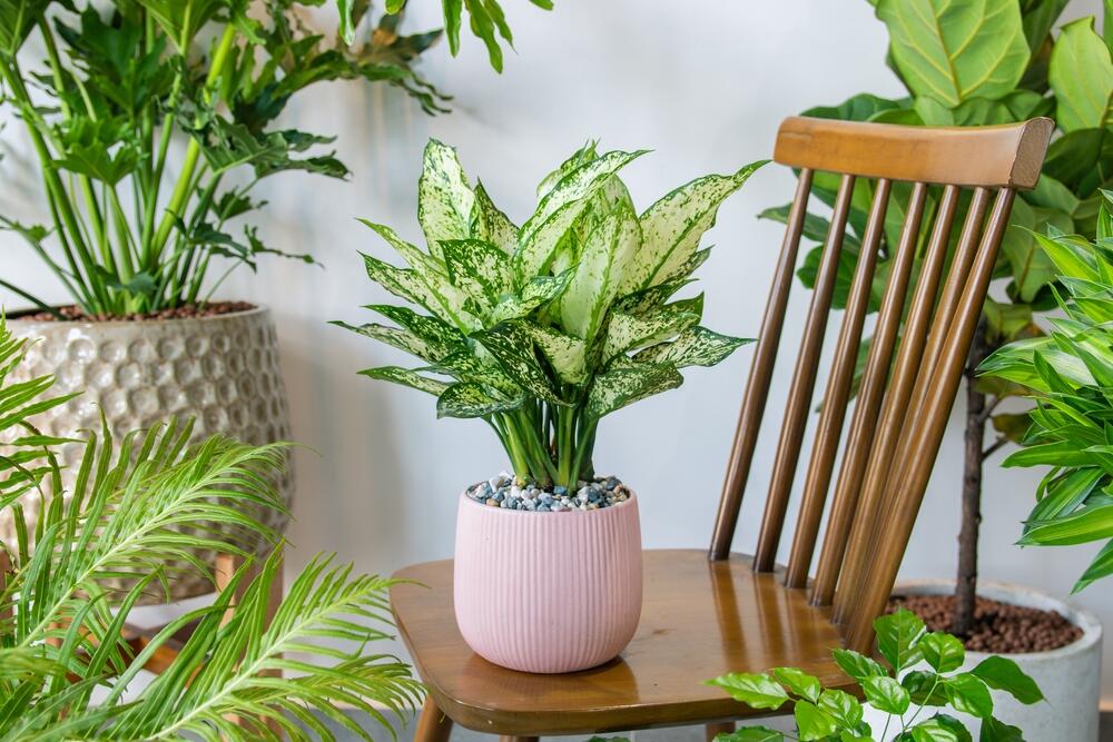 Aglaonema u keramičkoj saksiji