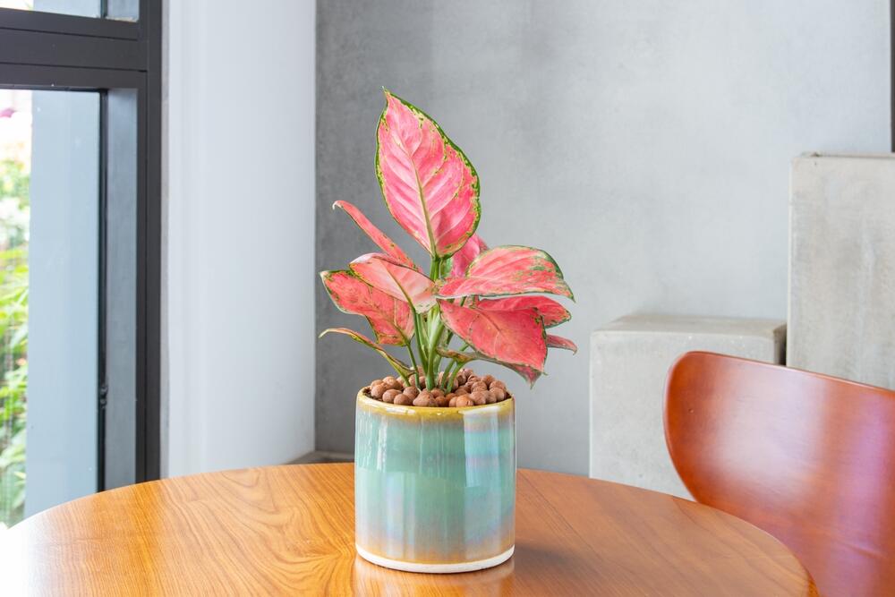 Aglaonema u keramičkoj saksiji