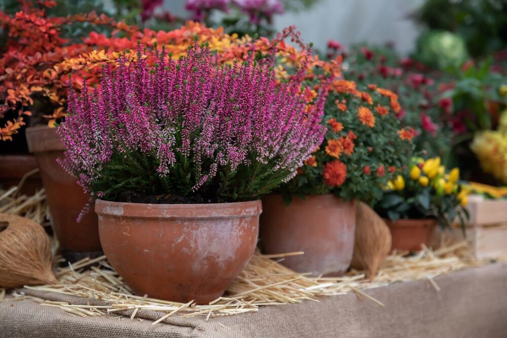 foto: Shutterstock / p_anna