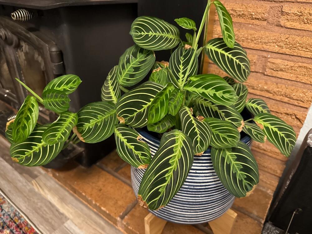 Maranta u saksiji
