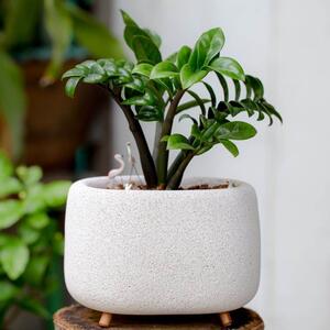 Trik sa 3 drvene olovke preporodiće zamiju: Besplatna fora da biljka koja privlači novac raste kao u šumi