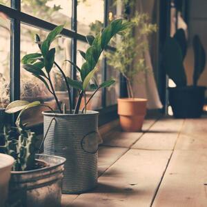 Koja 3 mita o zamiji treba da zaboravite? Biljka koja privlači novac dve stvari ne toleriše