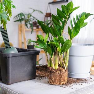 Kako da presadite zamiju čim je kupite? 7 koraka da biljka koja privlači novac bez stresa pusti nove listove