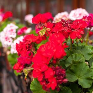 Kap ove tečnosti nateraće muškatle da cvetaju do mrazeva: Svi će gledati u vašu terasu i želeti pelcer